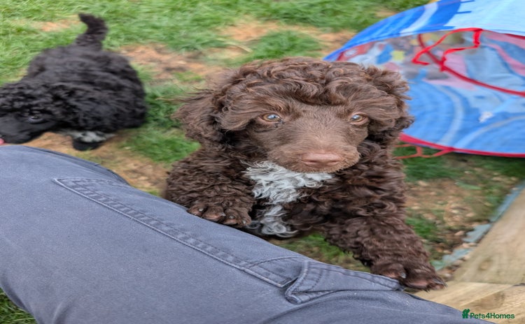 Miniature Poodle dogs - Advert 5