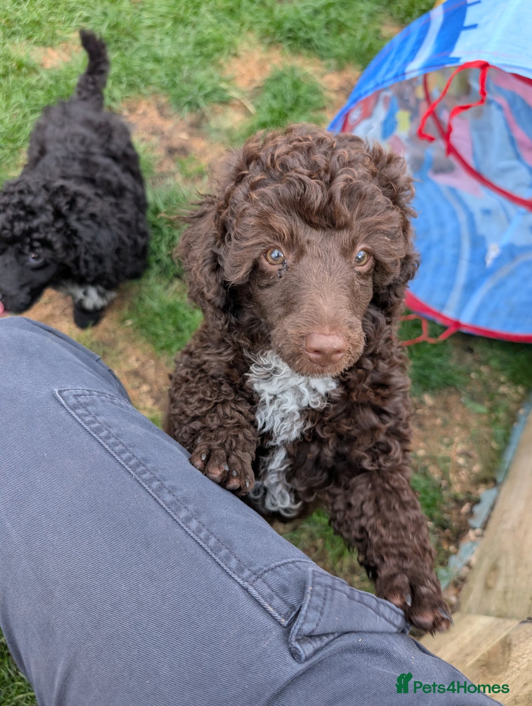 Miniature Poodle dogs for sale: Beautiful KC registered miniature poodles  - Image 1