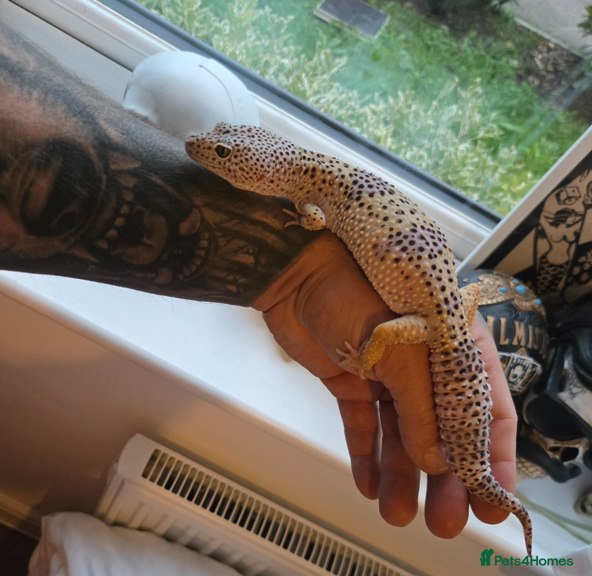 Leopard Gecko reptiles Supergiant female leopard gecko.  - Advert 1