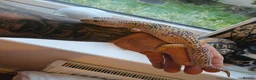 Leopard Gecko reptiles for sale: Supergiant female leopard gecko.  - Advert 1