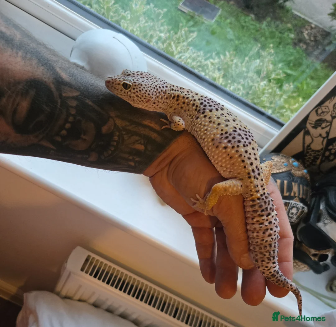 Leopard Gecko reptiles for sale: Supergiant female leopard gecko.  - Advert 1