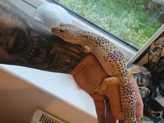 Leopard Gecko reptiles Supergiant female leopard gecko. - Advert 1