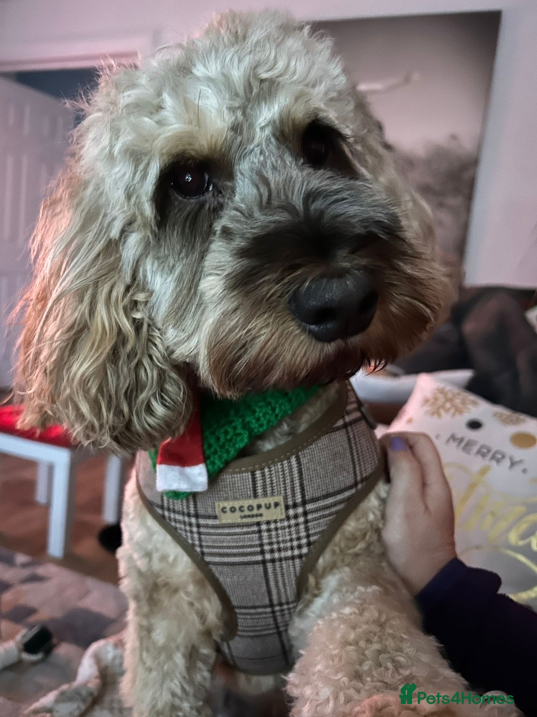 Cockapoo dogs for sale: Young cockapoo available - Advert 4