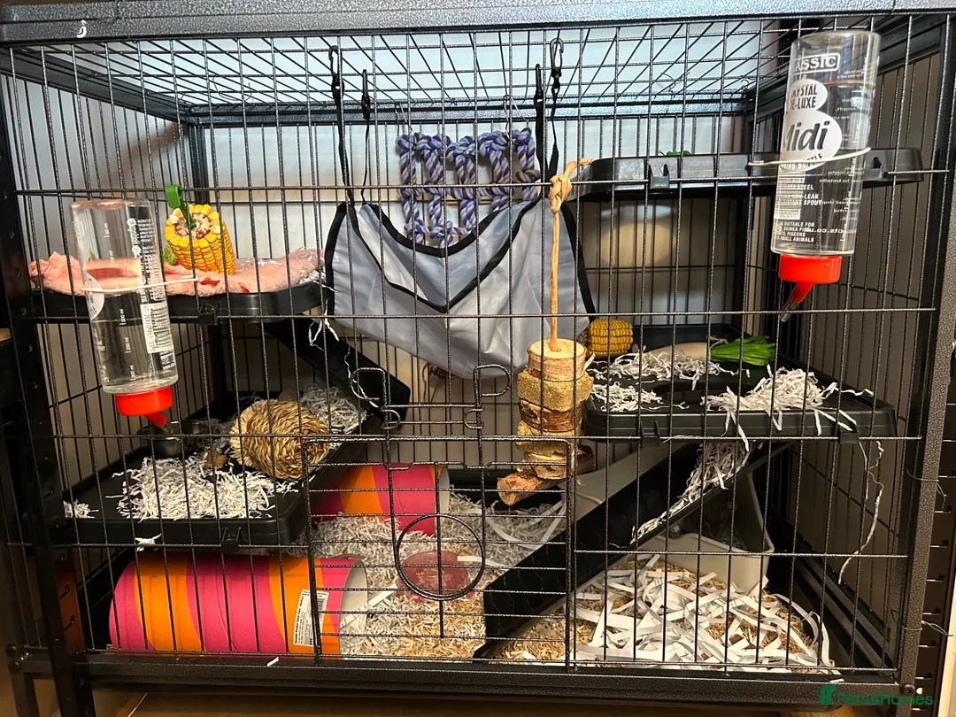 Rat rodents for sale: Three male rats WITH enclosure in Leicester - Advert 1