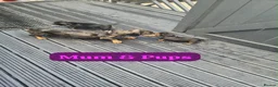 Dachshund dogs for sale: Dachshund puppies  - Advert 2