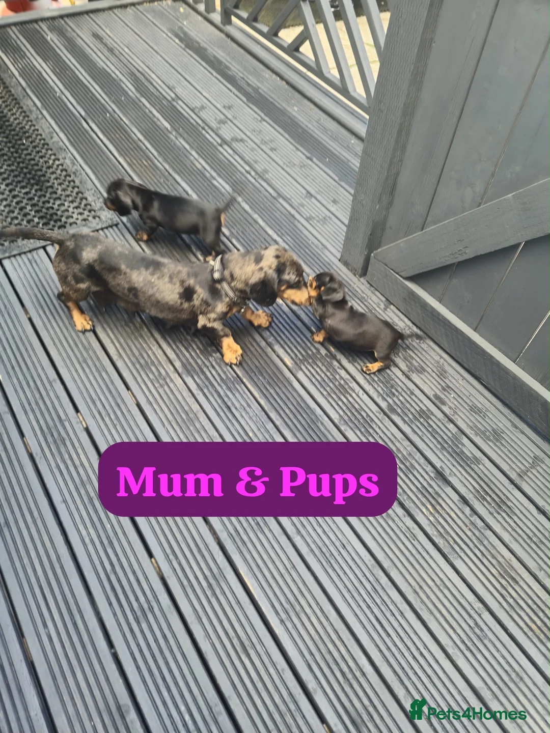 Dachshund dogs for sale: Dachshund puppies  - Advert 2