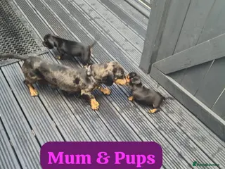 Dachshund dogs Dachshund puppies - Advert 1