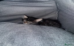 Maine Coon cats for sale: Maincoon kitten  - Image 2