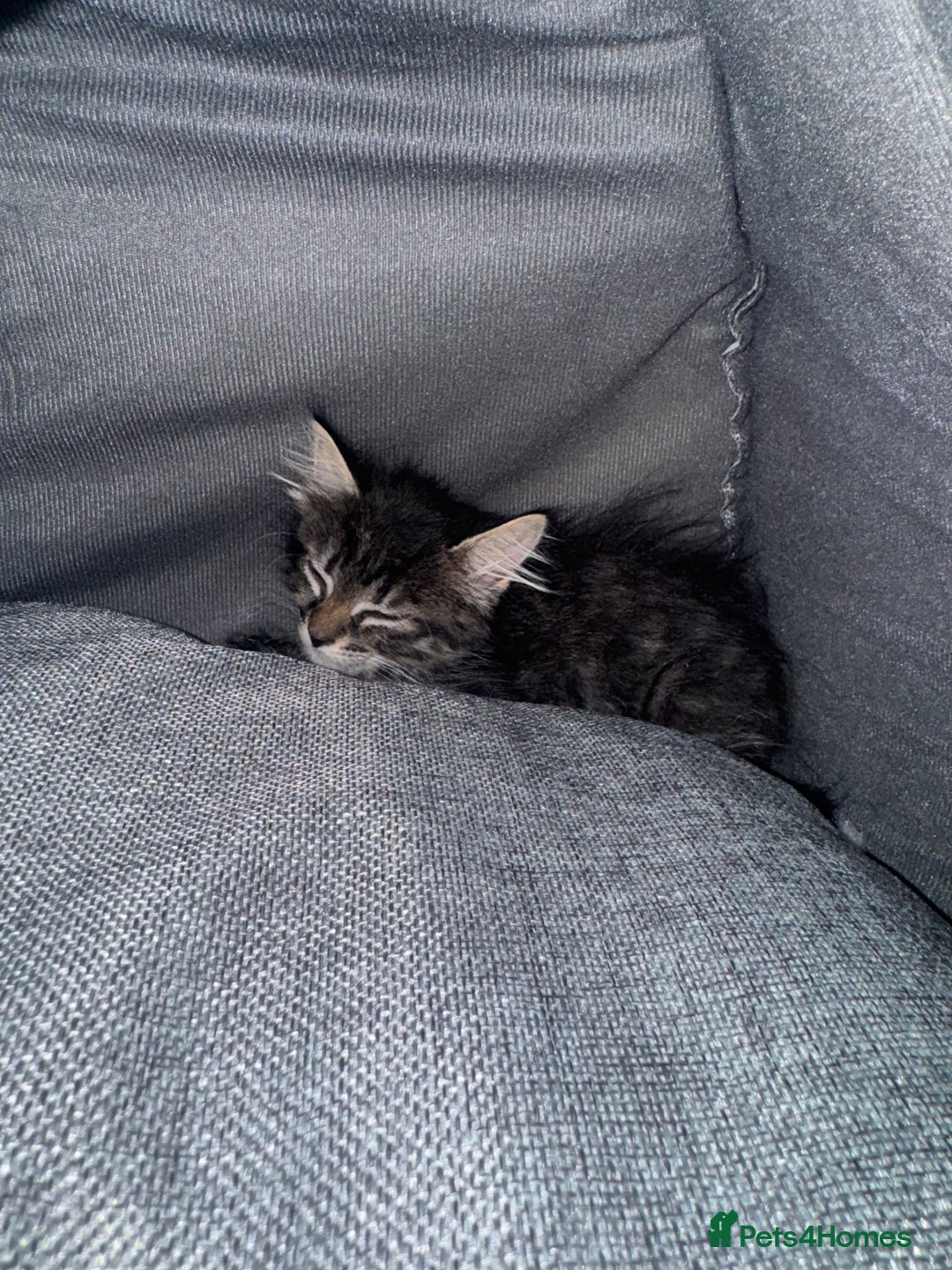 Maine Coon cats for sale: Maincoon kitten  - Image 2