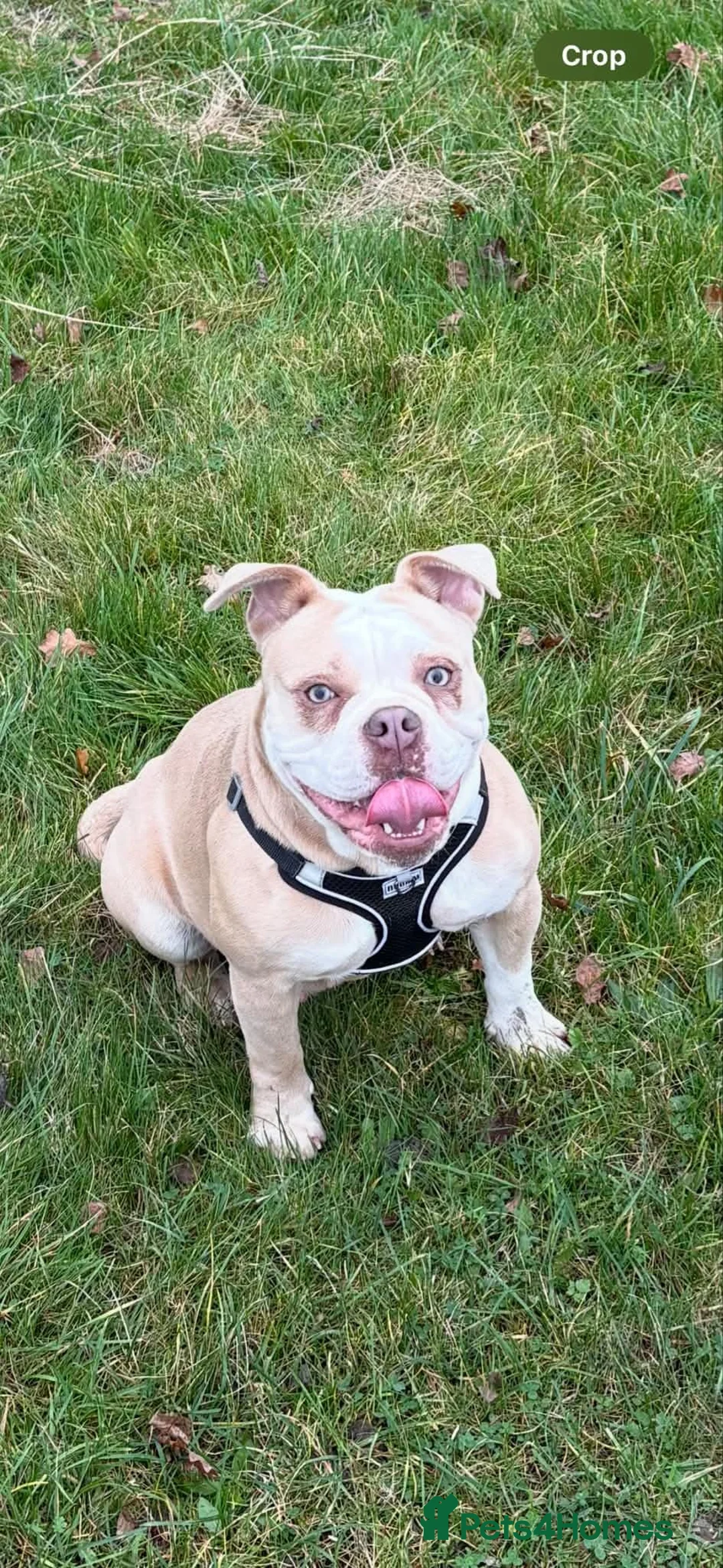 Olde English Bulldogge dogs for sale: Luna olde english bulldogge  - Advert 1