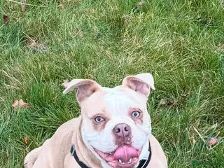 Olde English Bulldogge dogs Luna olde english bulldogge - Advert 7