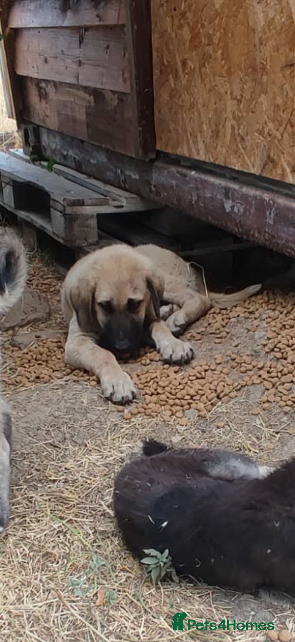 Mixed Breed dogs Masiey 4,5 months Macedonian rescue pups - Advert 17