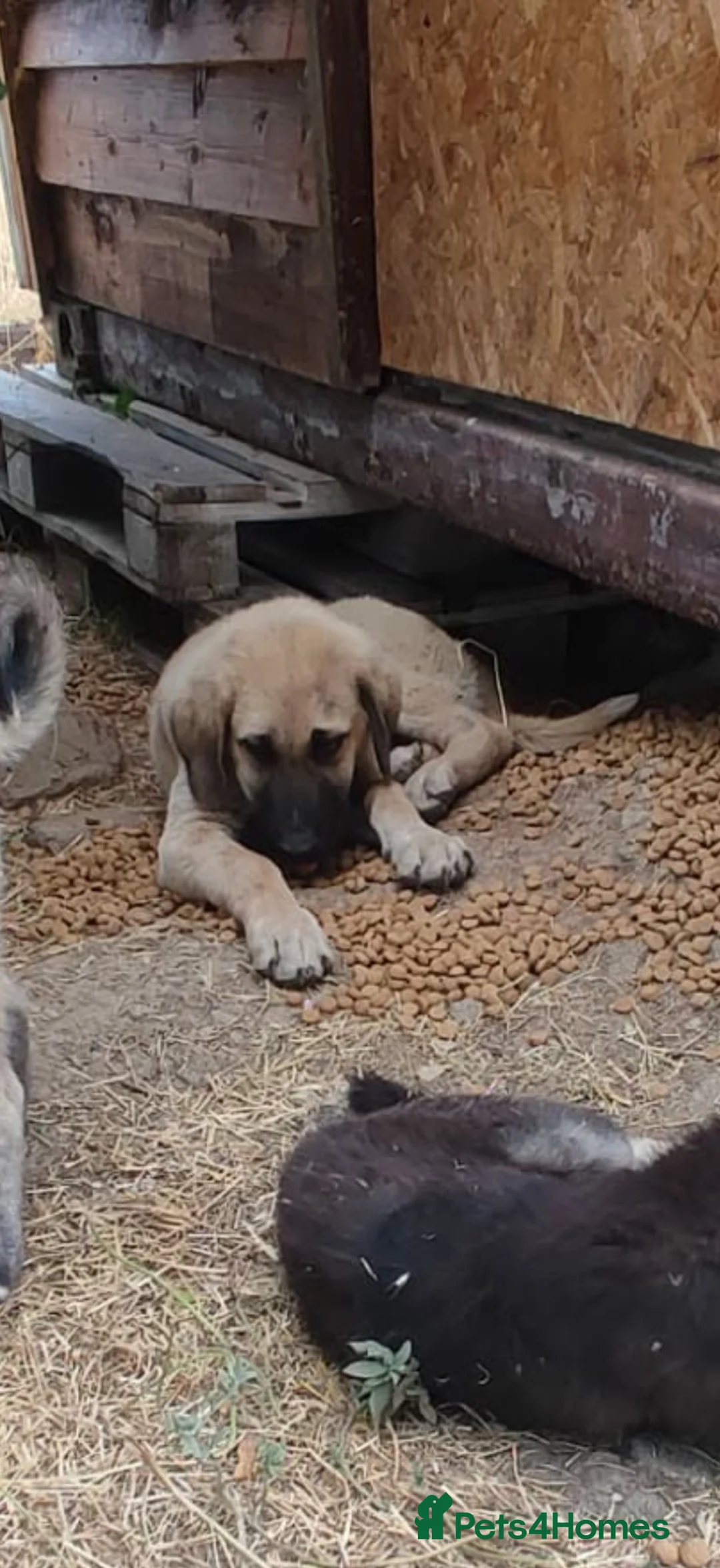 Mixed Breed dogs for adoption: Masiey 4,5 months Macedonian rescue pups - Advert 2