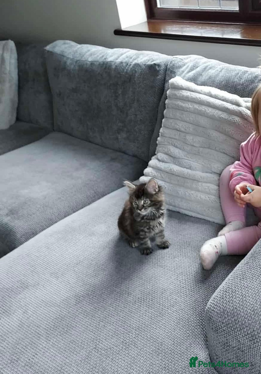 Mixed Breed cats for sale: 🐾 Beautiful 3-Month-Old Female Kitten – Luna 🐾 - Advert 6