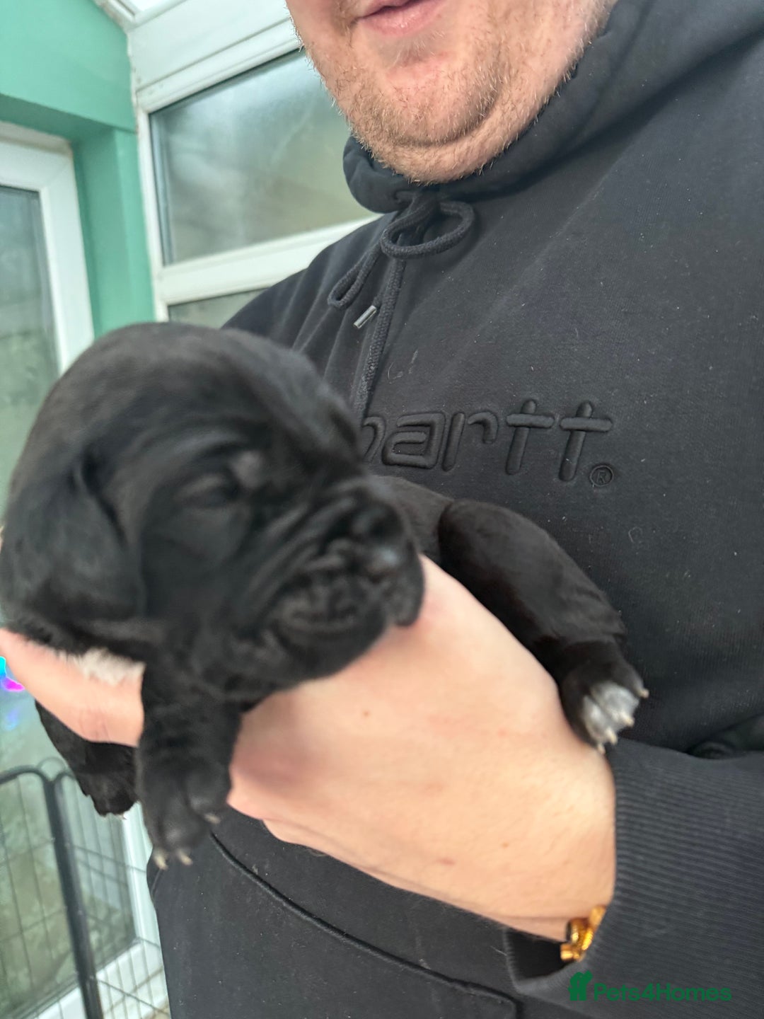 Cane Corso dogs for sale: Cane corso puppies  - Advert 4
