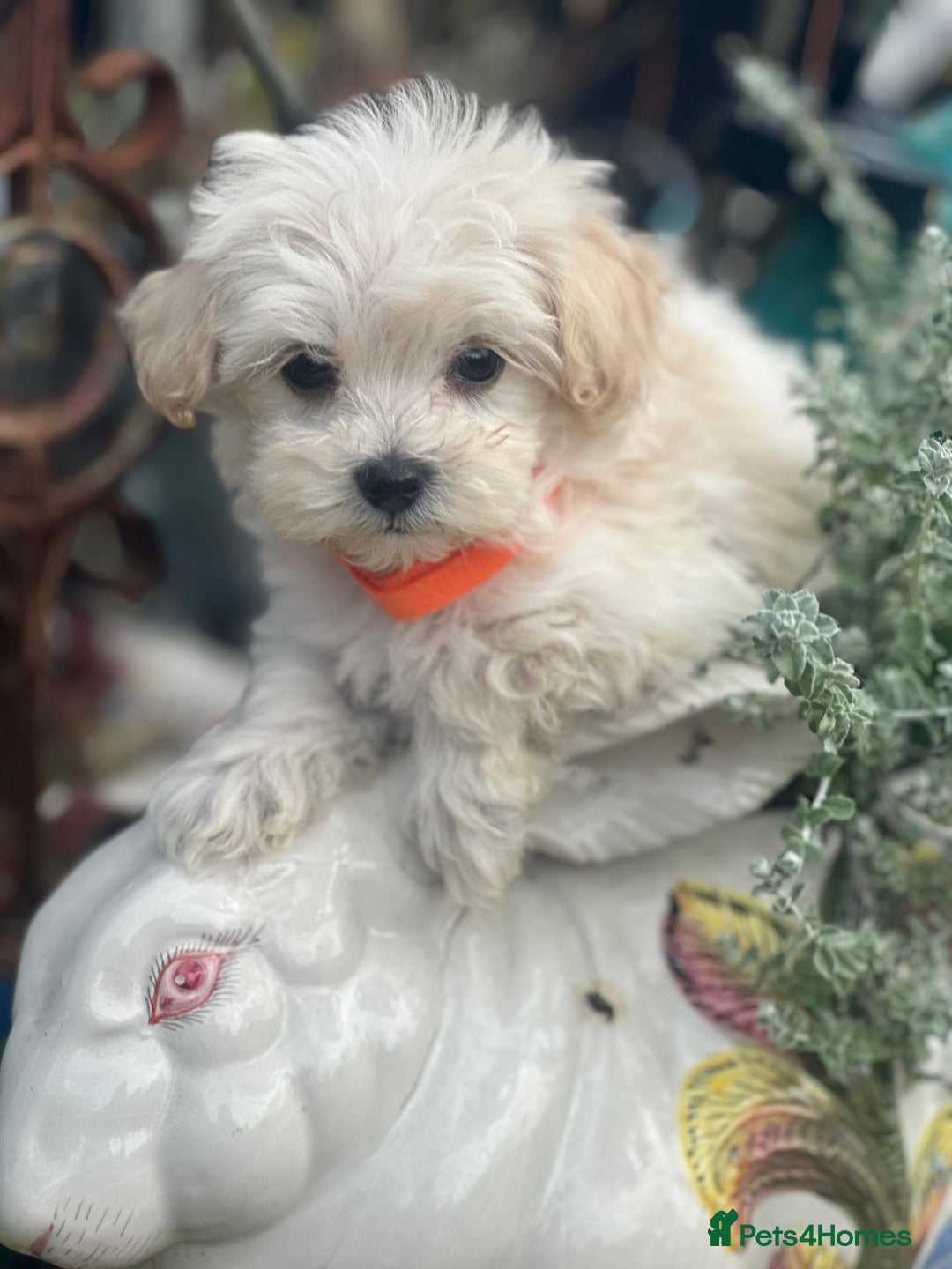 Maltipoo dogs for sale: F1 maltipoo - Image 23