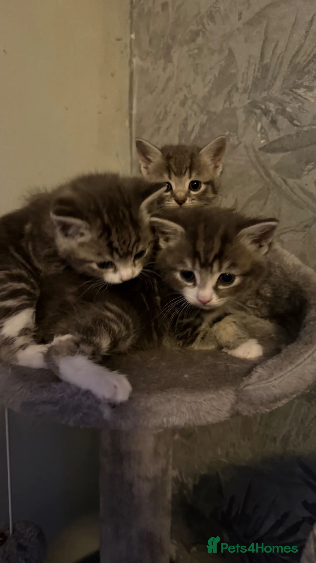 British Shorthair cats for sale: 4 British shorthair kittens with 1/4 mix of tabby - Advert 2