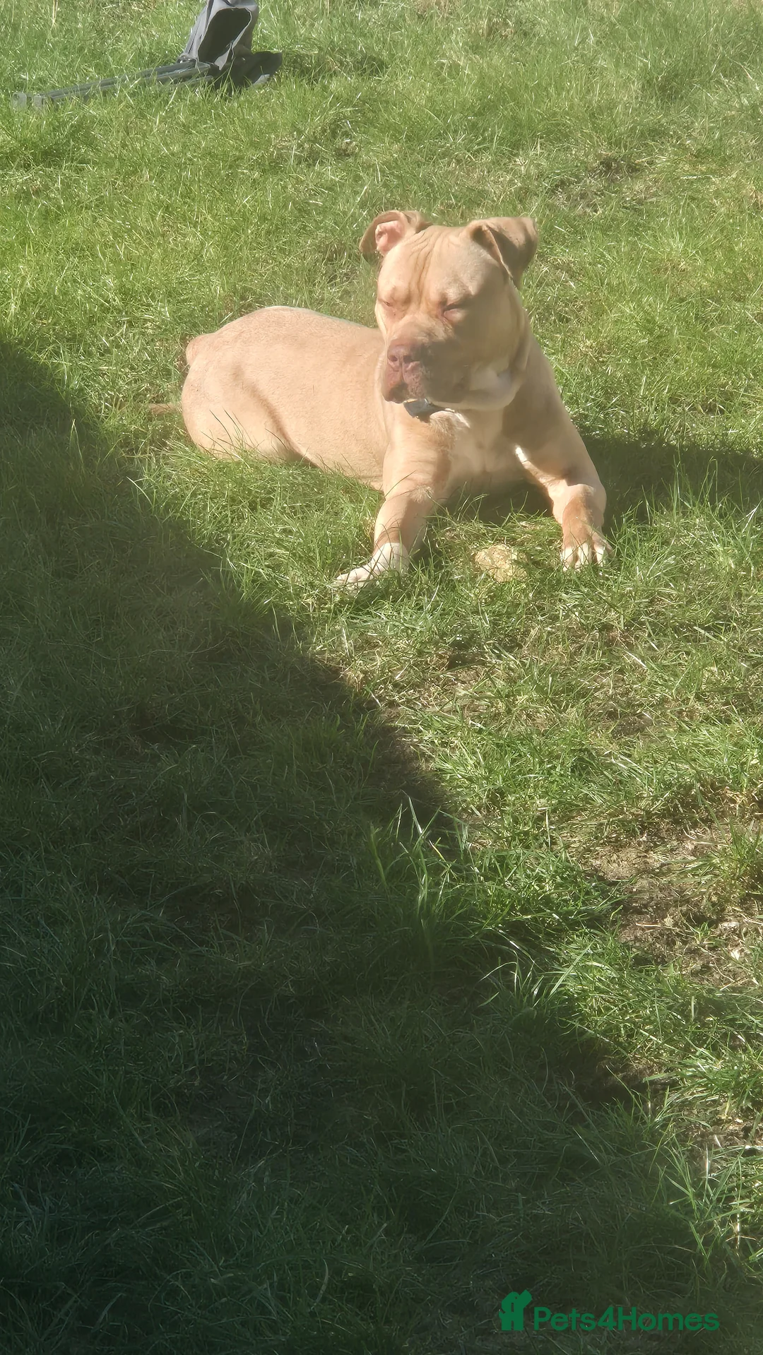 Mixed Breed dogs for sale: Konan - Advert 2