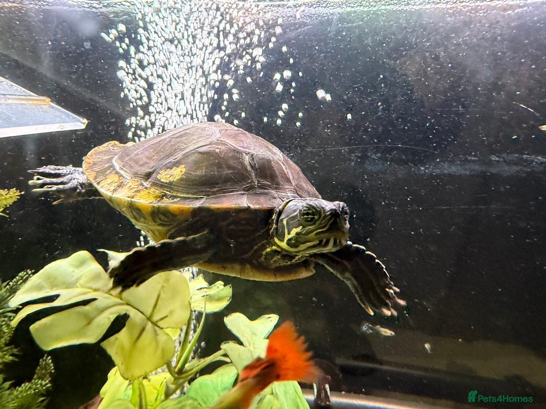 Turtle reptiles for sale: 240L tank & turtles for sale  - Advert 5
