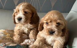 Cocker Spaniel dogs for sale: Show type cocker  spaniel “ Villaspaniol  ” kC reg - Image 21