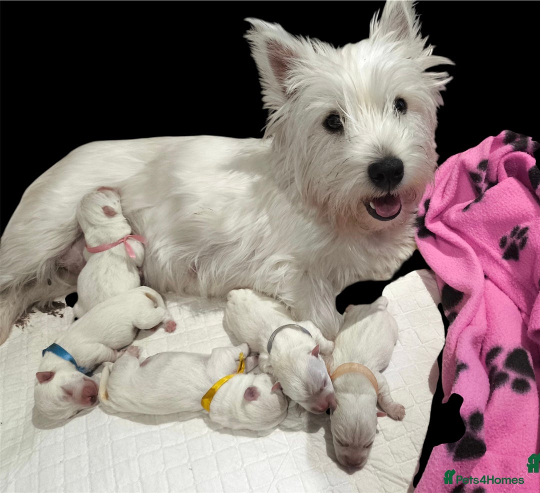 West Highland Terrier dogs for sale: West Highland Terrier pups Dad show bloodlines - Image 17
