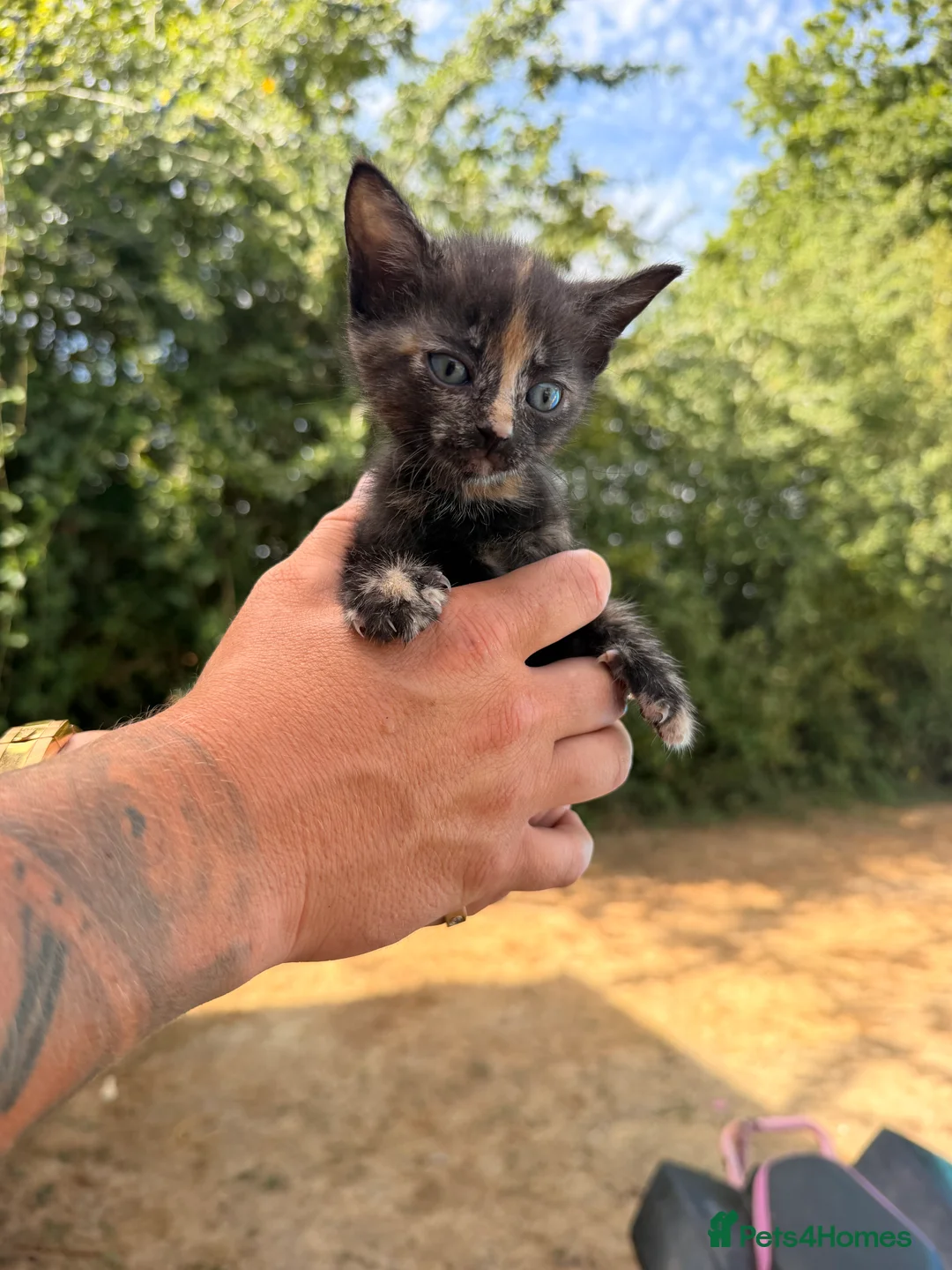 Mixed Breed cats for sale: Ragdoll X British short hair kittens in Ashford - Advert 2