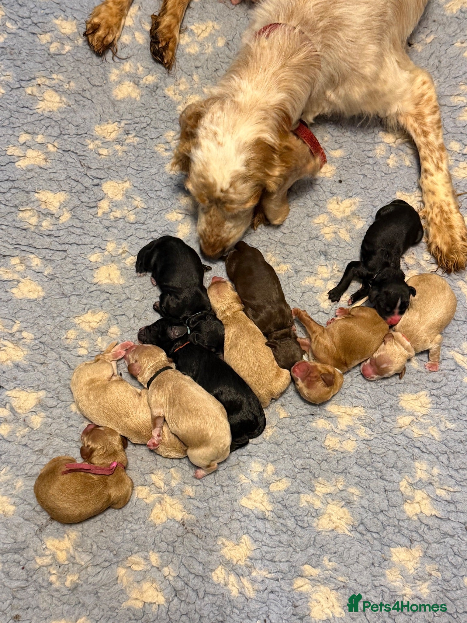 Cockapoo dogs 10 beautiful miniature cockapoo’s  - Advert 1