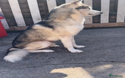 Siberian Husky dogs for stud: Look to Stud - Image 4