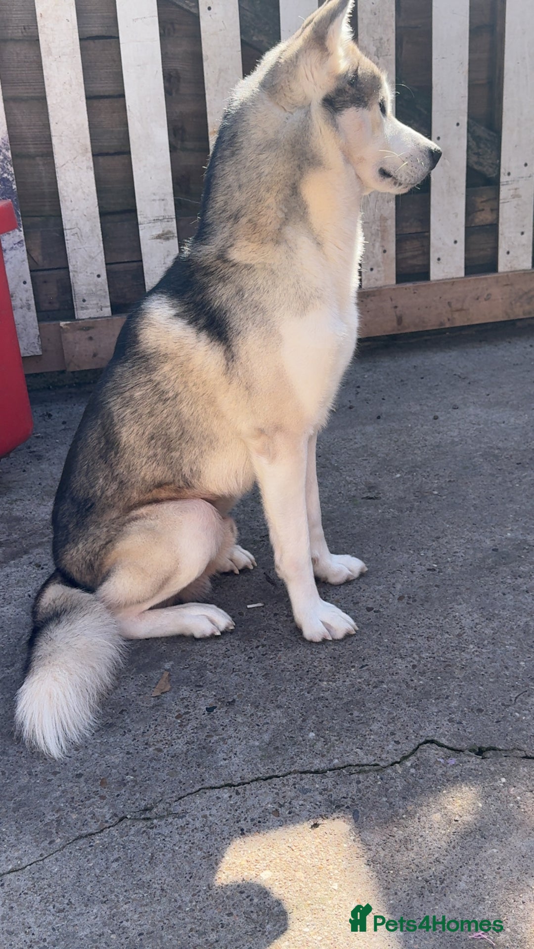 Siberian Husky dogs for stud: Look to Stud - Image 4