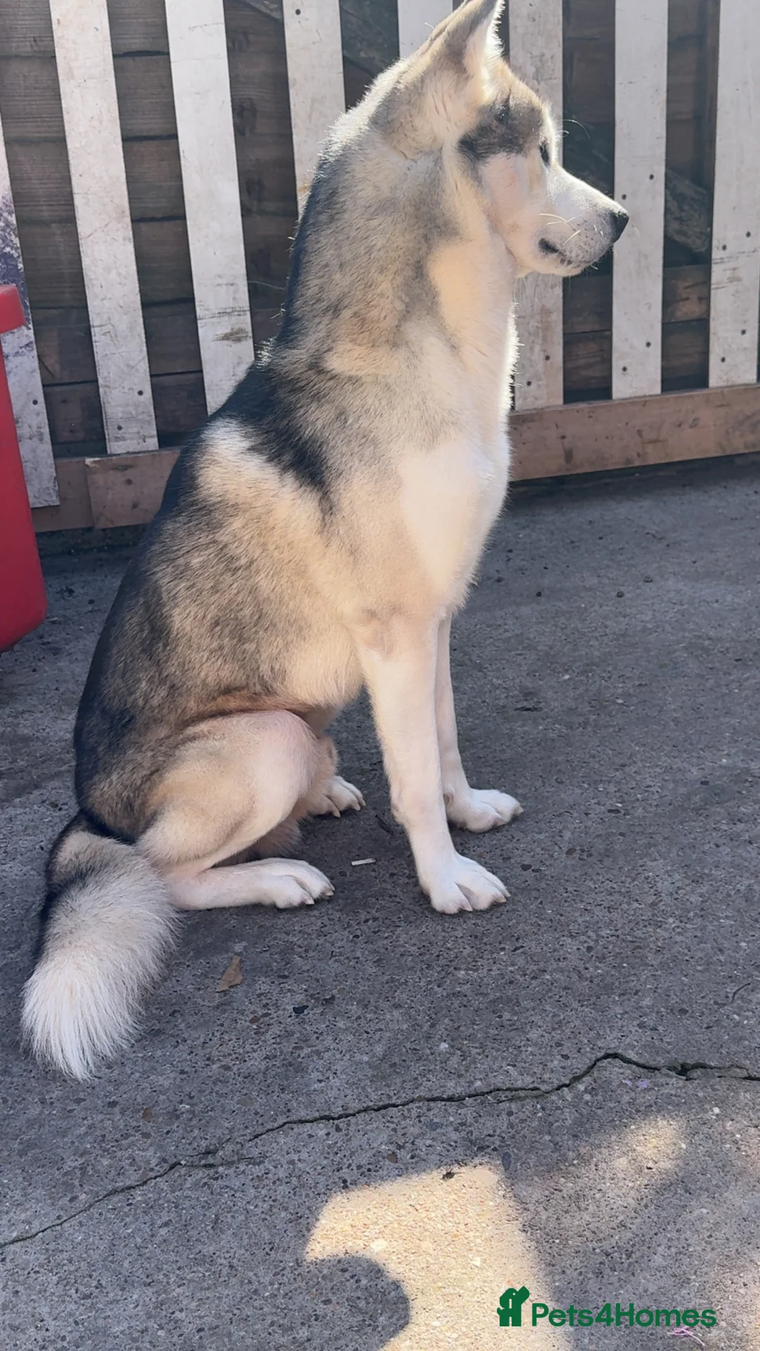 Siberian Husky dogs for stud: Look to Stud - Advert 4