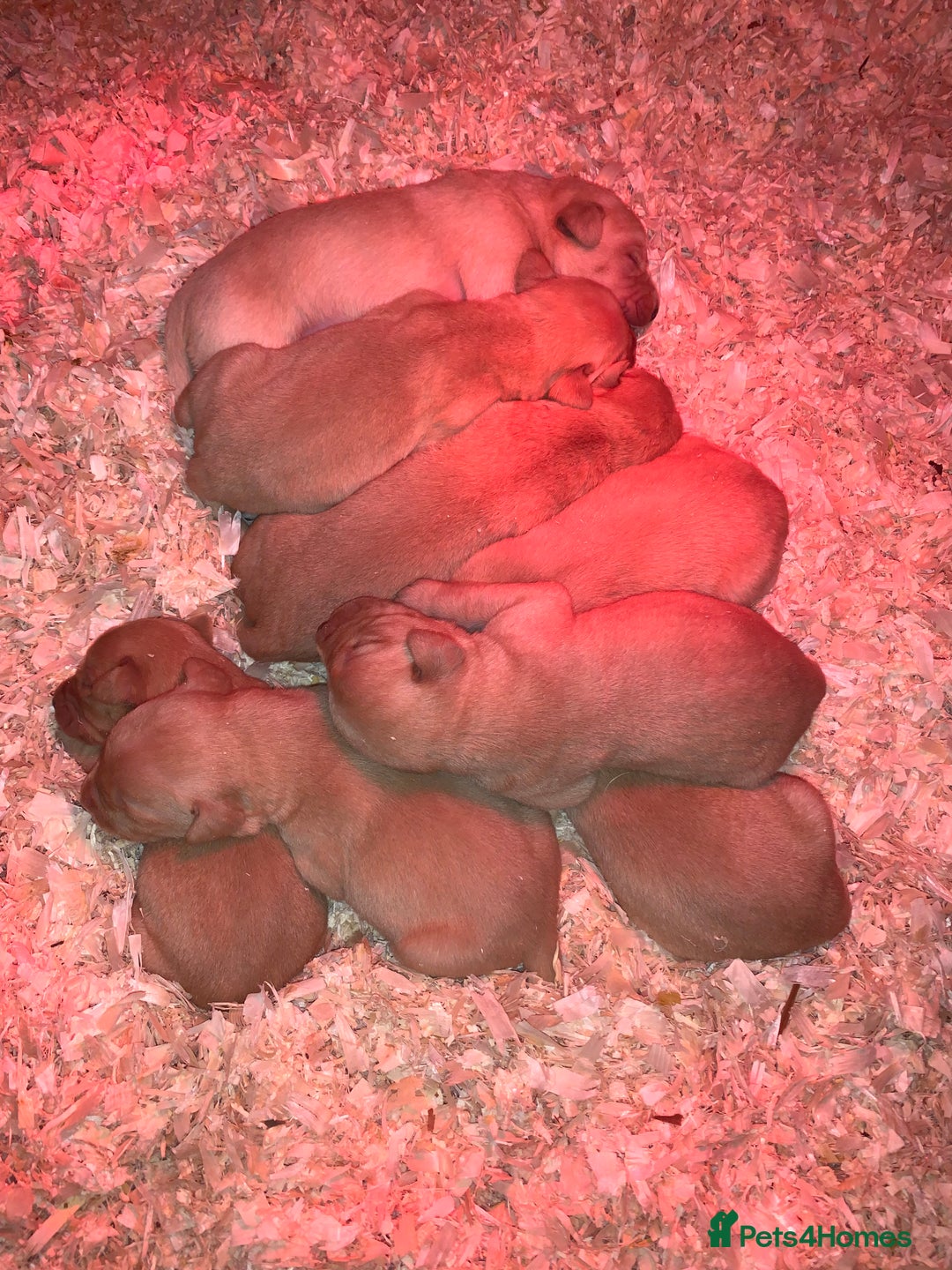 Labrador Retriever dogs for sale: Fox Red Labrador Puppies for sale  in Cumnock - Image 6