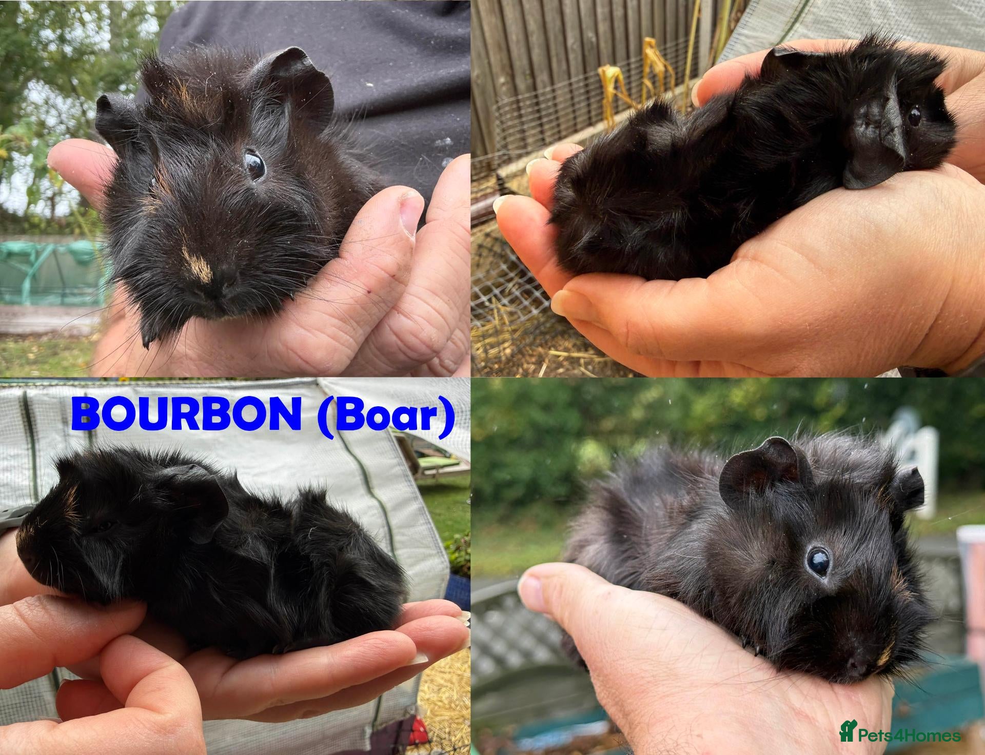 Guinea Pig rodents Guinea Pigs - Ready Now - Advert 2