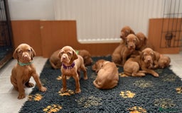 Hungarian Vizsla dogs for sale: Hungarian Vizsla - Image 2