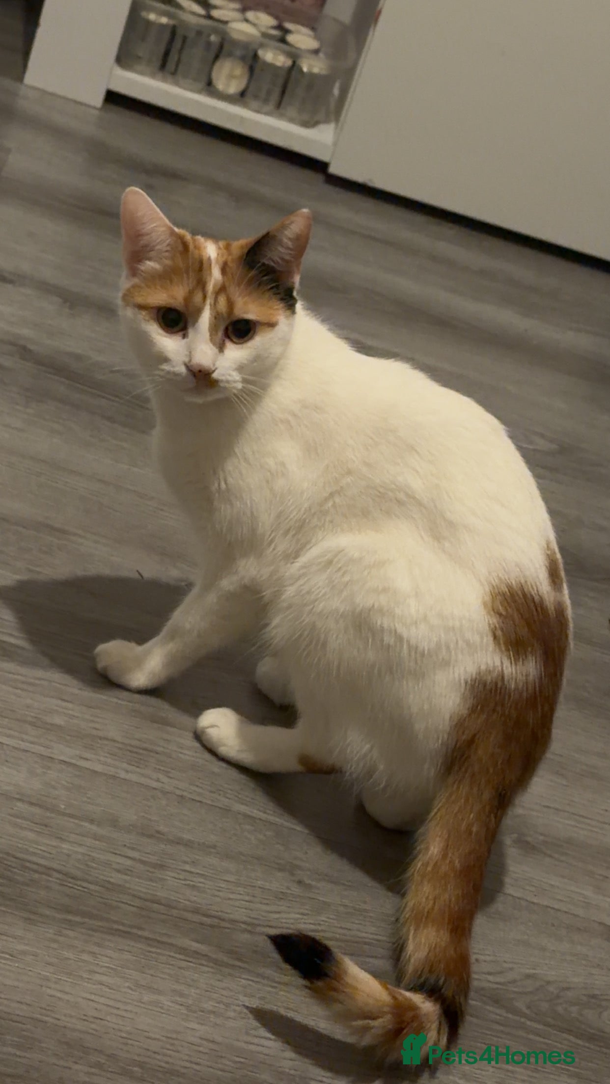 Mixed Breed cats for sale: looking for her forever home  - Advert 8