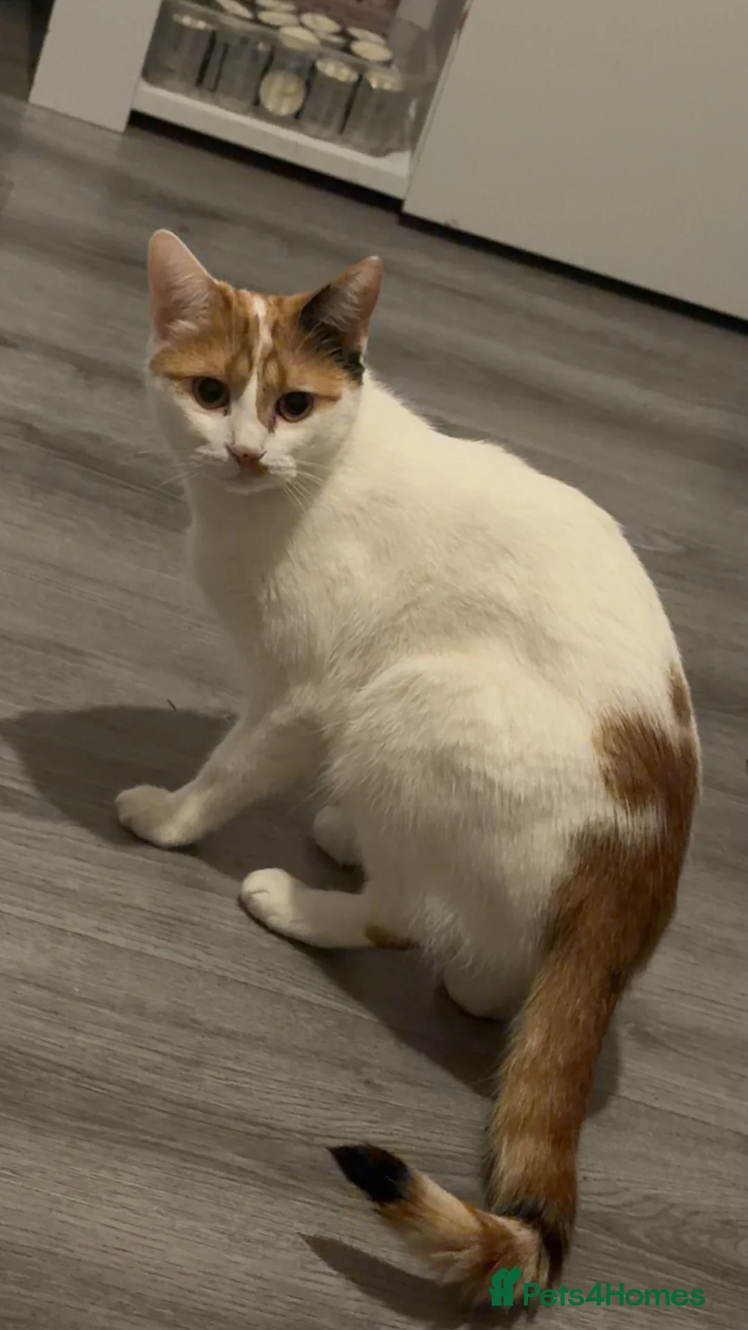 Mixed Breed cats for sale: looking for her forever home  in Ilkeston - Advert 1