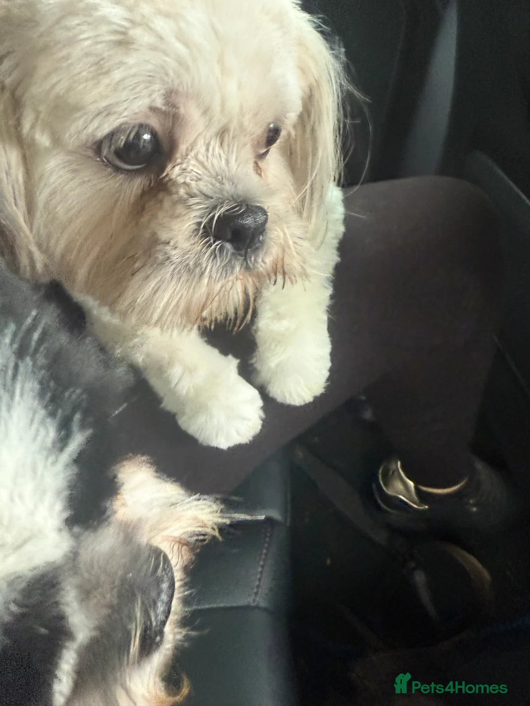 Shih Tzu dogs for sale: Shih Tzu puppies  - Advert 1