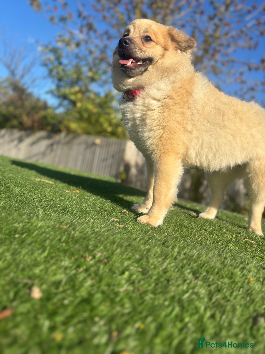 Mixed Breed dogs for stud: Pomeranian cross for stud - Image 2