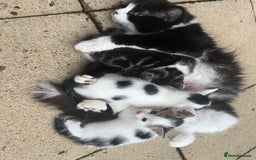 Mixed Breed cats for sale: Mixed fluffy kittens  - Image 13