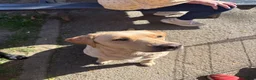 Labrador Retriever dogs for sale: Beautiful KC Registered Labrador Puppies  - Advert 25