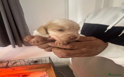 Cocker Spaniel dogs for sale: Full working cocker puppies for sale - Image 7