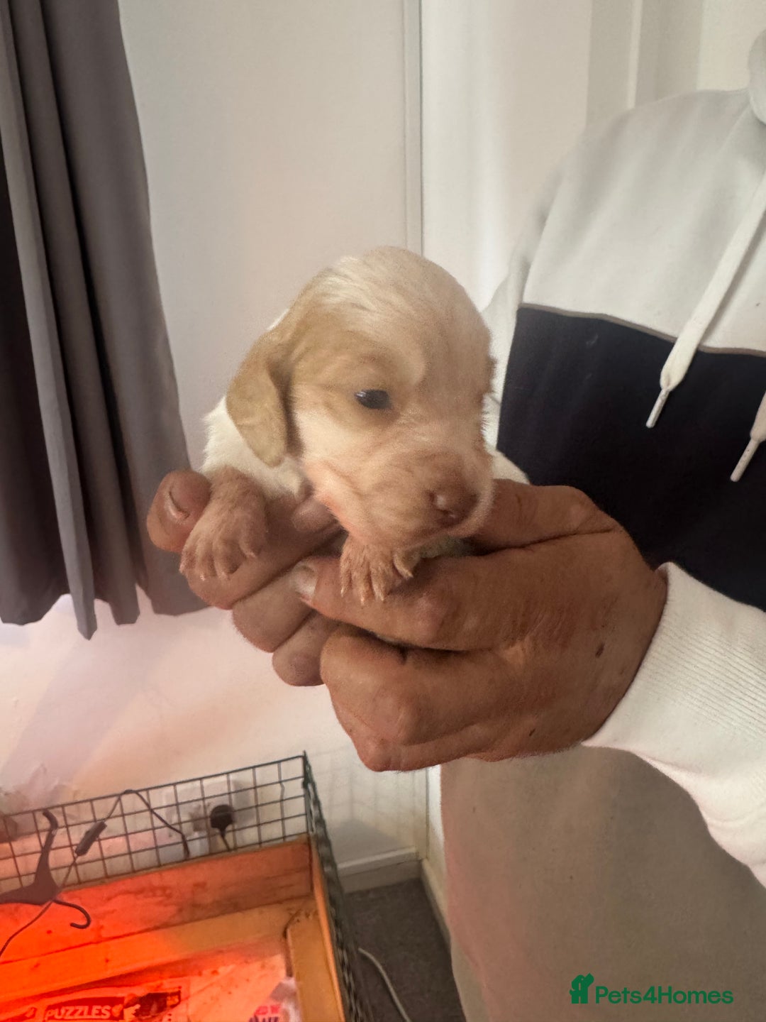 Cocker Spaniel dogs for sale: Full working cocker puppies for sale - Image 7