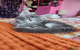 Maine Coon cats for sale: LARGE BREED Maine Coon cross  - Image 28