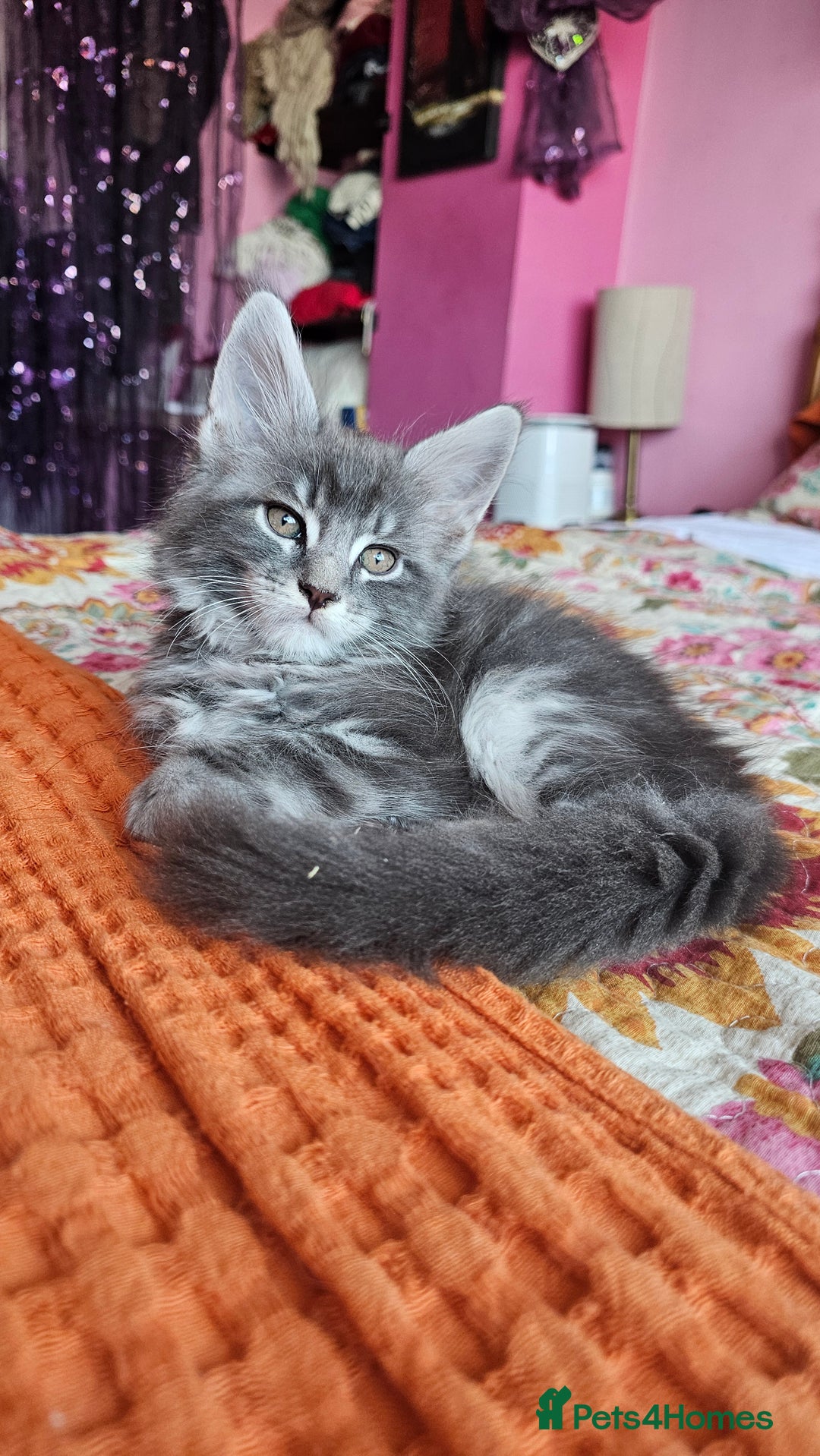 Maine Coon cats for sale: LARGE BREED Maine Coon cross  - Image 28