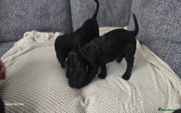 Cocker Spaniel dogs for sale: Cocker spaniel pups - Image 10