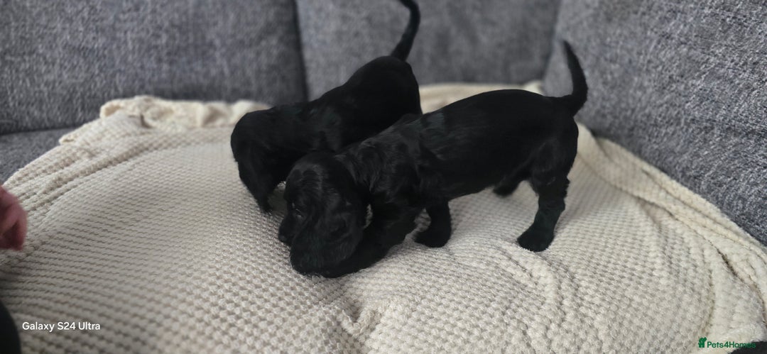 Cocker Spaniel dogs for sale: Cocker spaniel pups - Image 10