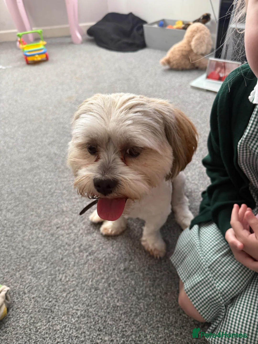 Lhasa Apso dogs for sale: Lhasa Apso for sale. Please read description  - Advert 7
