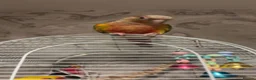 Conures birds for sale: Hand tame pineapple conure - Advert 7