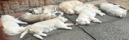Alaskan Malamute dogs for sale: Rare big pure Alaskan Malamute pups in Wolverhampton - Advert 5