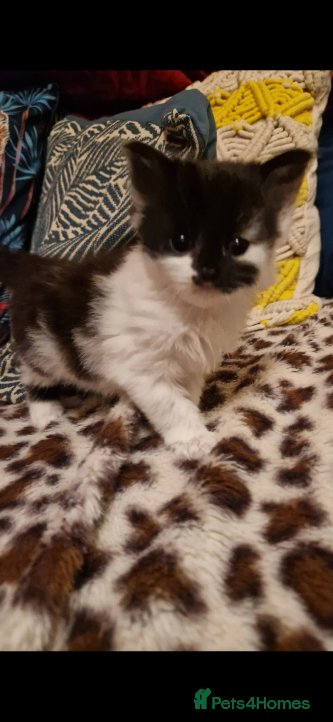 Mixed Breed cats for sale: Beautiful kittens for sale  - Advert 14