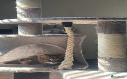 British Longhair cats for sale: 2 female kittens looking for their loving home - Image 7